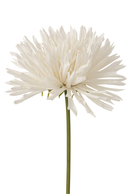 Chrysant Wit Large
