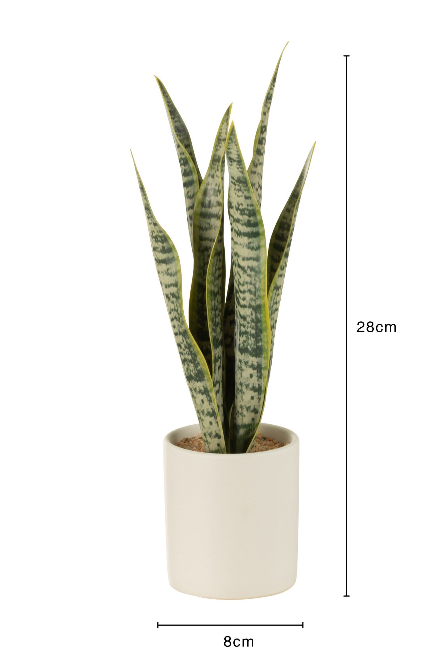 Plant Sansevieria In Pot Pvc Groen Small