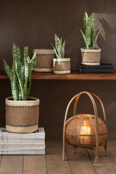 Plant Sansevieria In Pot Pvc Groen Small
