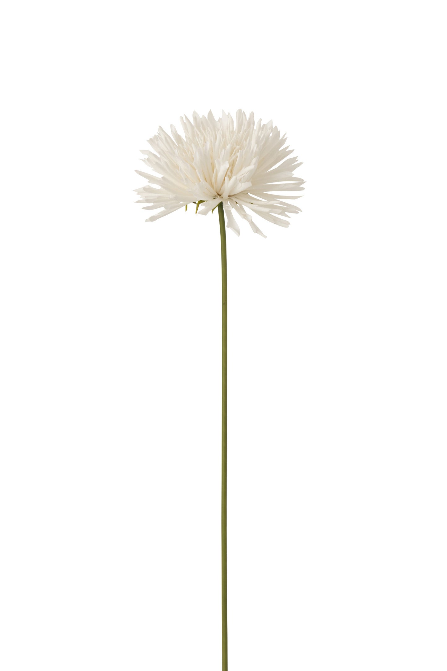 Chrysant Wit Large