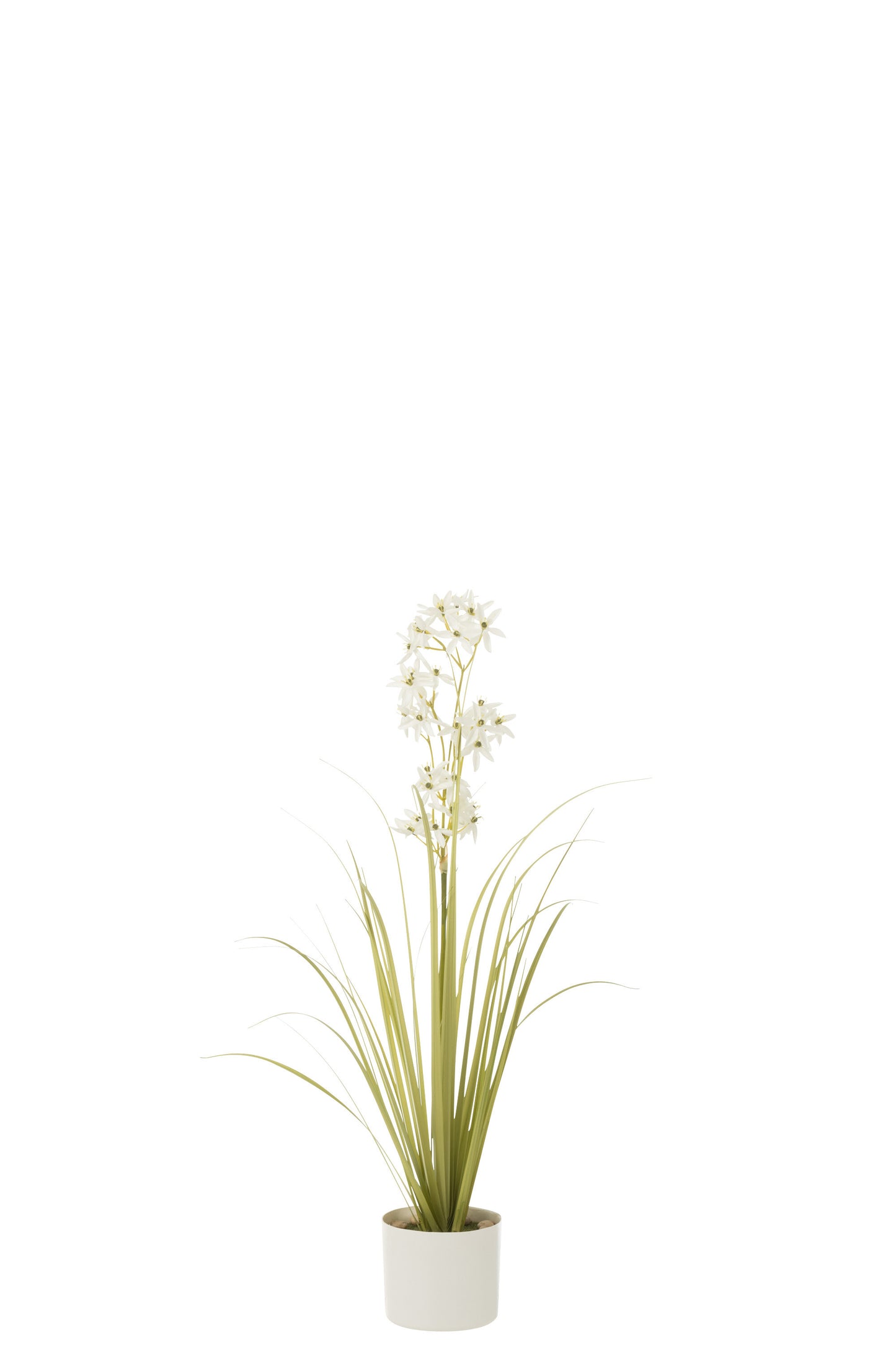 Allium In Pot Groen/Wit Small
