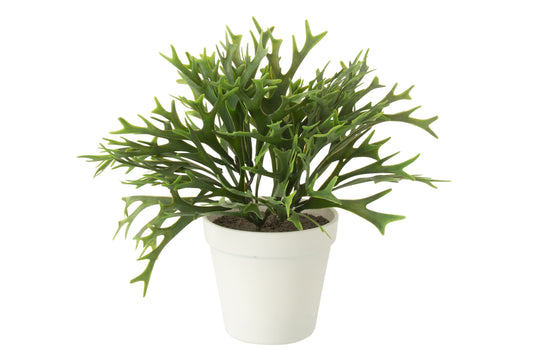 Platycerium Bifurcatum In Pot Kunstmatig Groen